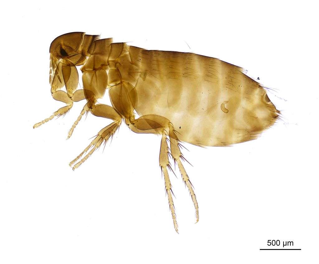 What Attracts Fleas to Your Yard? Flea Control Tips in Northern Virginia